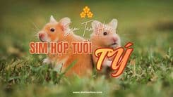 Rinh Ngay Chiếc Sim Hợp Tuổi Tý Thu Hút Tiền Tài Và May Mắn Cho Cả Năm