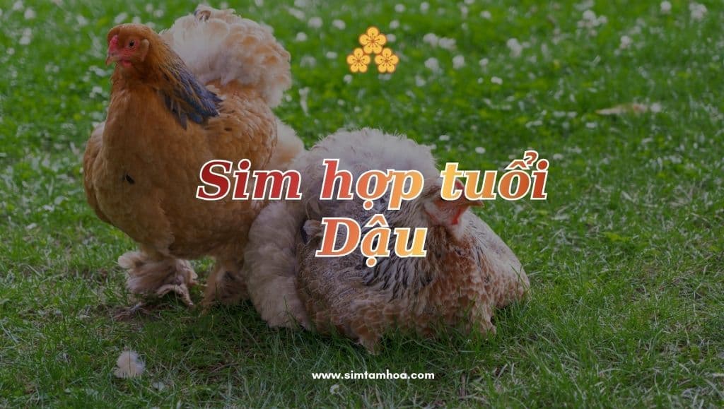 Săn ngay sim hợp tuổi Dậu cho năm nay để may mắn gõ cửa