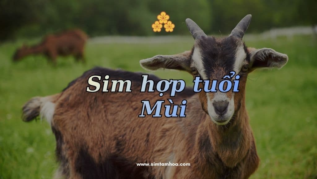 Cách Chọn Sim Hợp Tuổi Mùi Chuẩn Ngũ Hành, Hợp Từng Năm Sinh và Mang Lại Tài Lộc